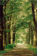 Waldweg