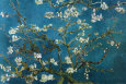 Mandelblüte